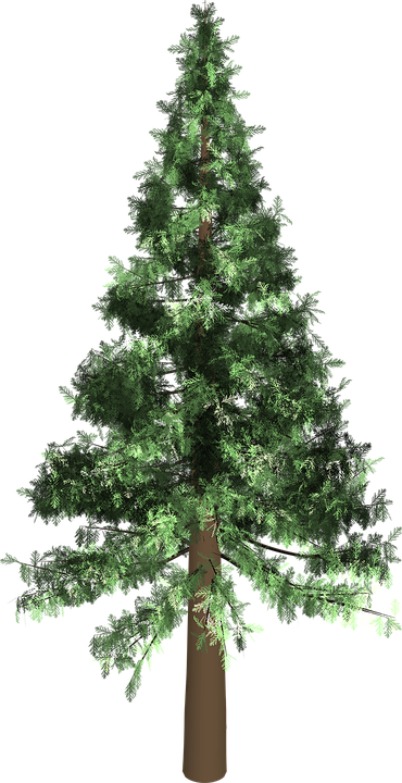 Related Wallpapers - Arbol De Pino Png (370x720), Png Download