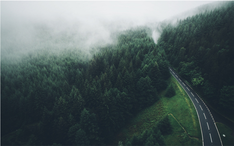 Pinesforest Road Camino Bosque Pinos Ladyjeka - Pine (1024x1024), Png Download