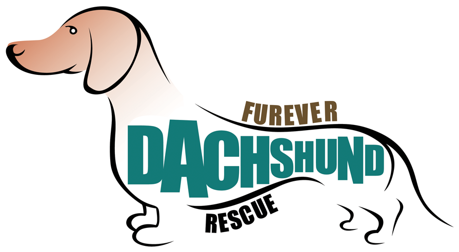 Furever Dachshund Rescue Is A Non Profit Organization - Adopt Dachshund (1013x586), Png Download