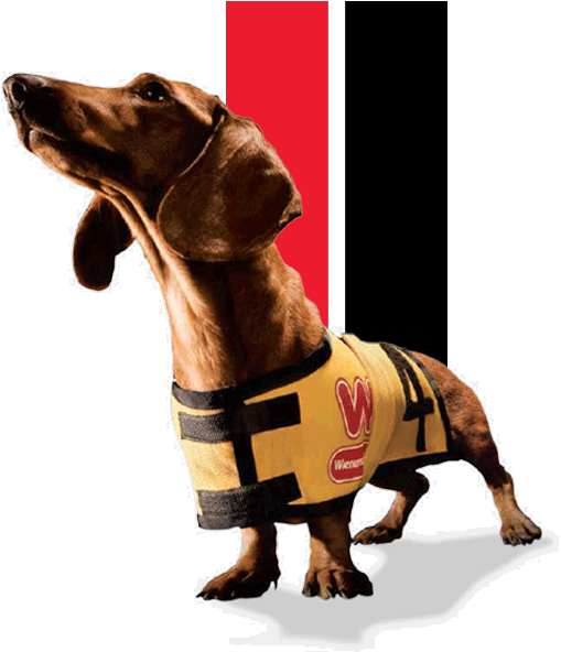 Wiener Dog - Wienerschnitzel Dog (520x600), Png Download