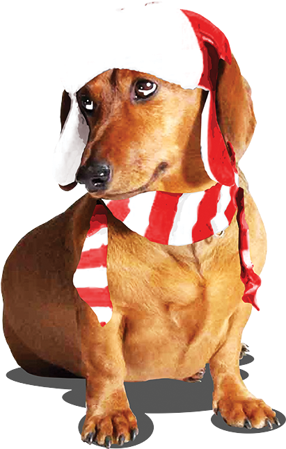 Dachshund (675x675), Png Download