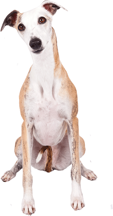 How To Do Meyers Briggs Tests On Dog Personalities - Word (1170x780), Png Download