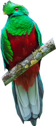 Parakeet (400x400), Png Download