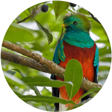 Biotopo Del Quetzal, Hotel En Cobán, Casa José - Biotopo Del Quetzal Baja Verapaz (560x373), Png Download