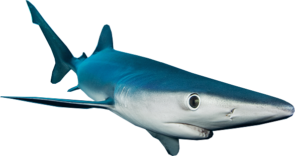 Sharks - Shark (587x311), Png Download