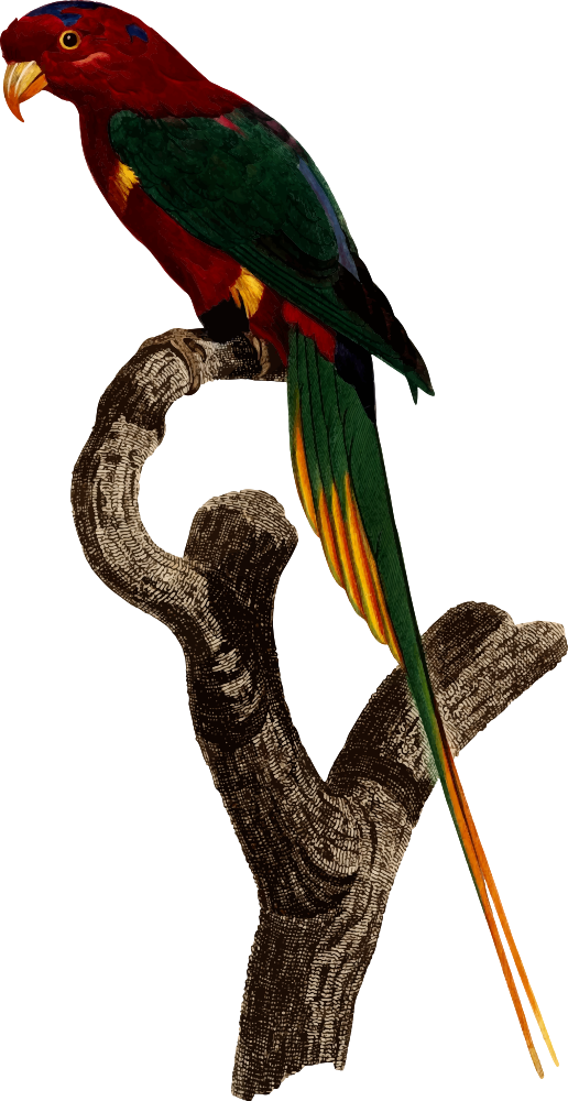 Parrot - Superb Parrot Pet (516x1000), Png Download