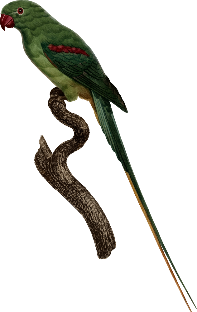 Parrot (632x1000), Png Download