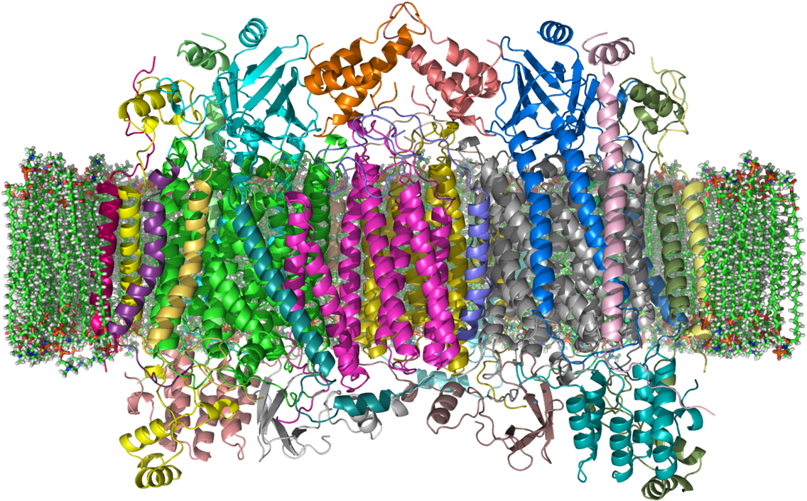 Cytochrome C Oxidase Crystal Structure (1200x831), Png Download
