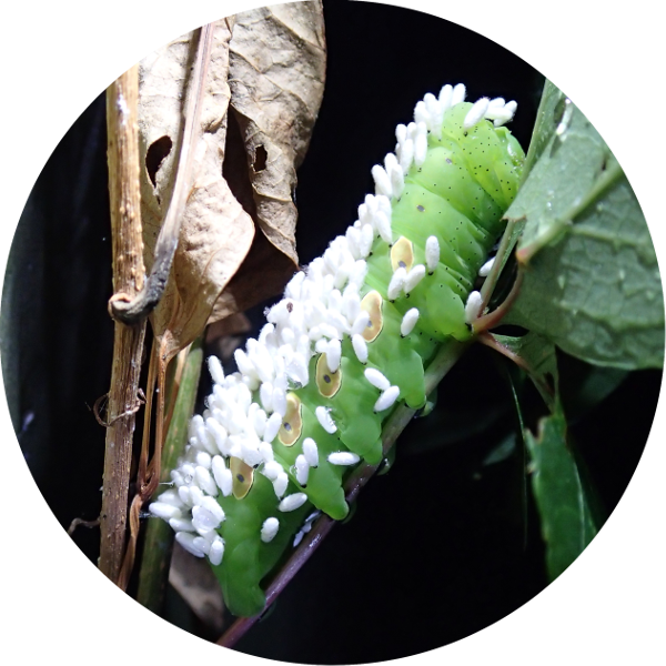 Caterpillars - Cotesia Congregata (600x600), Png Download