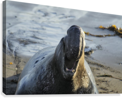 Northern Elephant Seal On The Central California Coast - Poster: Manatee, Beach, 61x41in. (429x342), Png Download