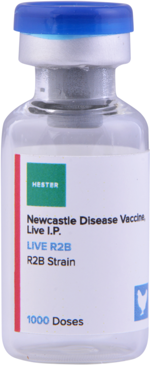 Live R2b 1000 - Portable Network Graphics (1000x1500), Png Download