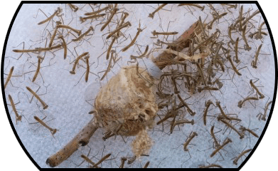 Alternatively, The Egg Case Can Be Hatched Indoors, - Pray Mantis For Sale (506x239), Png Download