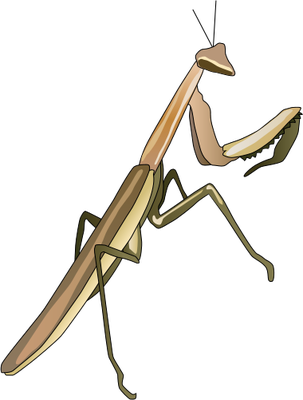 Ian Symbol Praying Mantis - Praying Mantis Illustration (303x400), Png Download