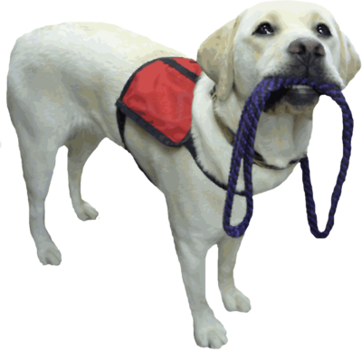 Assistance-dog - Service Dog No Background (400x388), Png Download