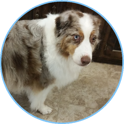 Fluff N Bluff Dog Grooming Middle-image - Fluff N Buff Dog Grooming (424x422), Png Download