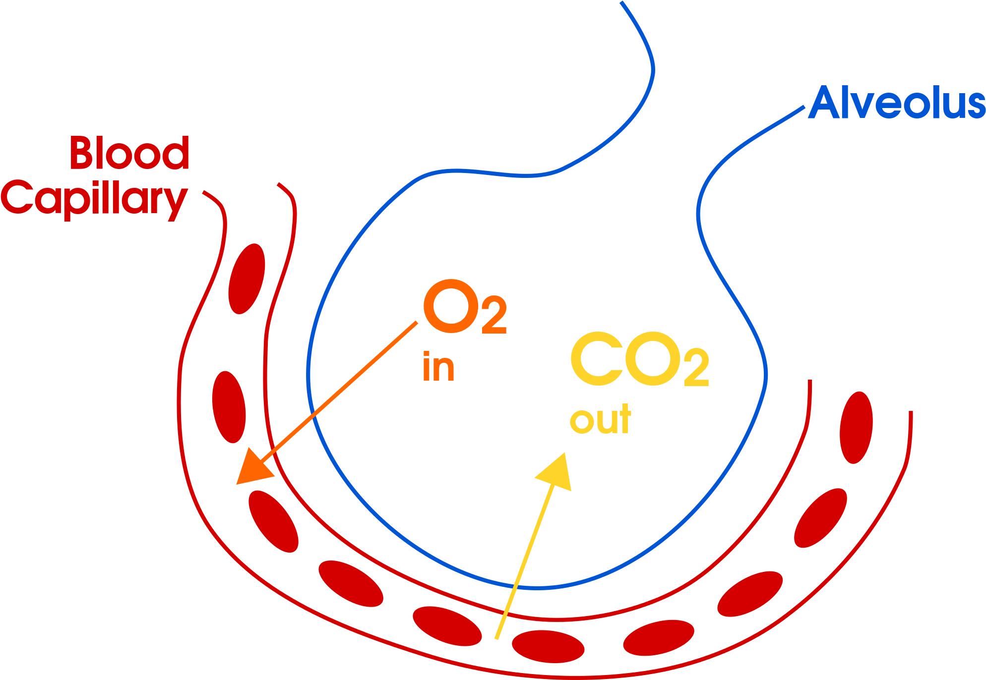 Download Oxygen And Carbon Dioxide Switch Places Between A Capillary
