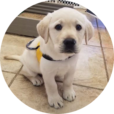 Maverick - Labrador Retriever (400x400), Png Download