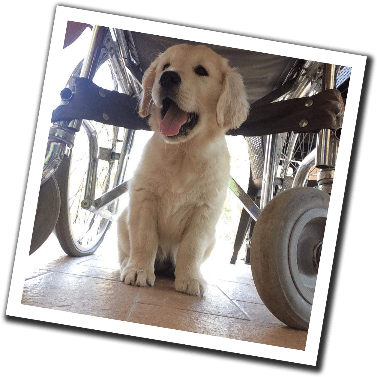 Training Social Service Dogs In The Heart Of Tuscany - Golden Retriever (1308x1308), Png Download