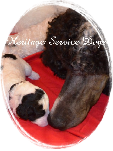 Heritage Service Dogs - Pyrenean Mastiff (394x525), Png Download