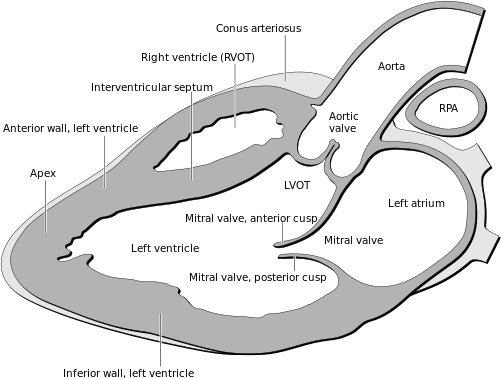 Heart Normal Lpla Echo View - Echo Views Of Heart (500x392), Png Download