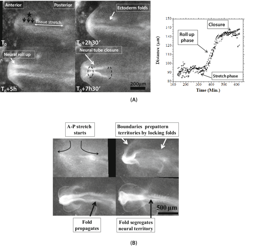(from Movie 4) - Cartilaginous Fish (850x814), Png Download