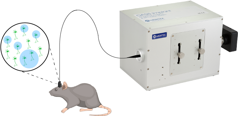 Oasis-implant Small Diagram V2 Updated - Rat (817x465), Png Download