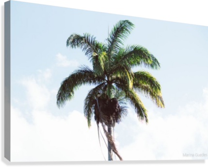 Coconut Tree Canvas Print - Coconut (429x344), Png Download