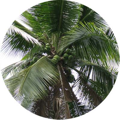 Discover The Story Of Cocozone 100% Pure Coconut Water - Desert Palm (400x400), Png Download