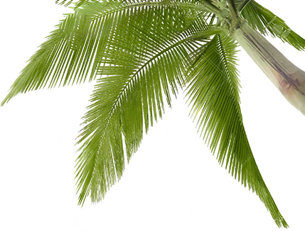 Coconut (429x326), Png Download