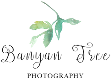 Banyan (597x309), Png Download