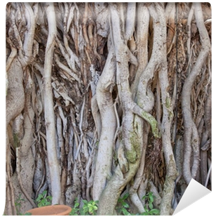 Banyan Tree At A Roadside In Rajasthan - Istock (400x400), Png Download