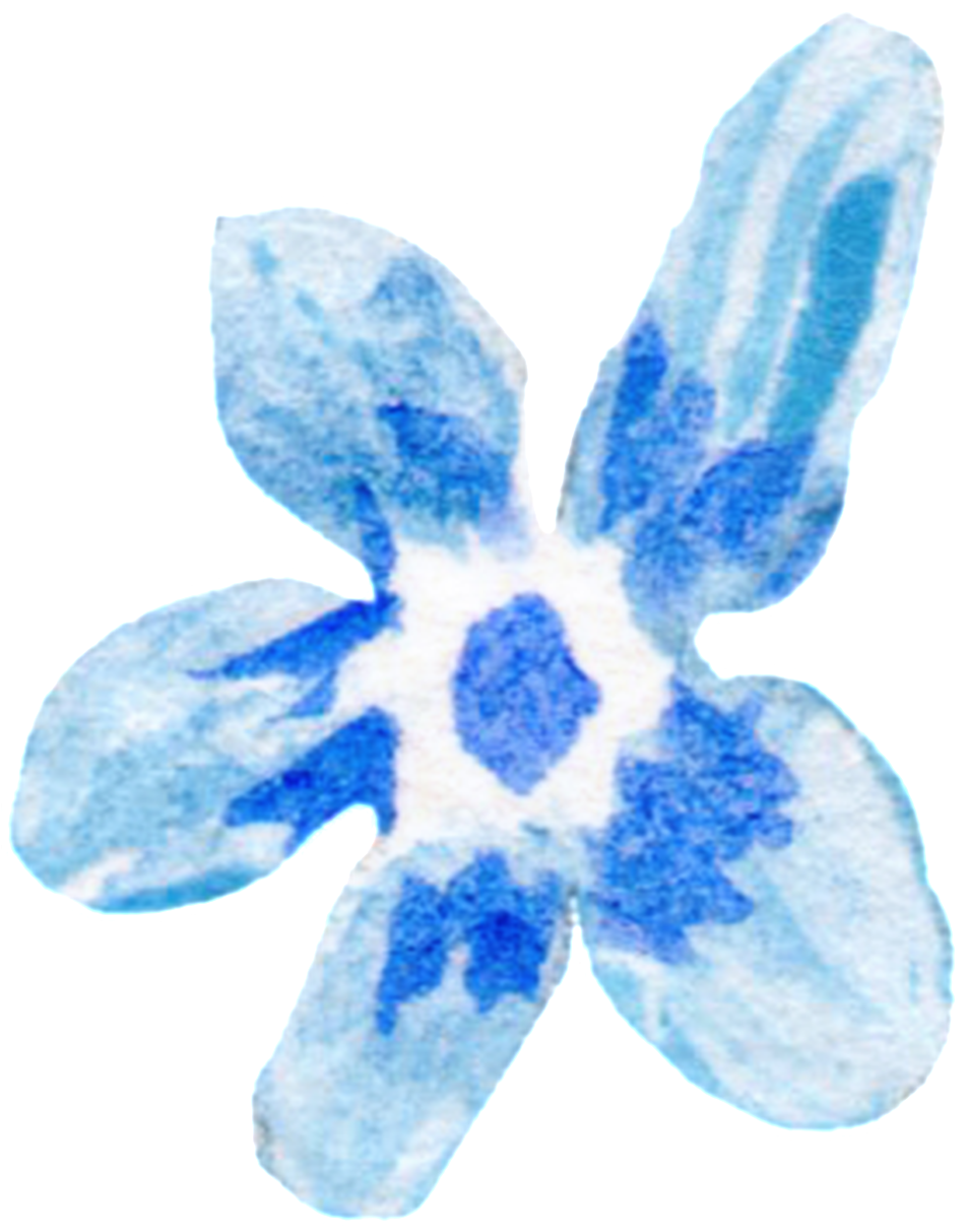 Ice Blue Flower Transparent Decorative - Mayflower (1024x1263), Png Download