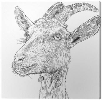 A Vector Drawing Canvas Print • Pixers® • We Live To - Chewing The Page: The Mourning Goats Interviews (400x400), Png Download