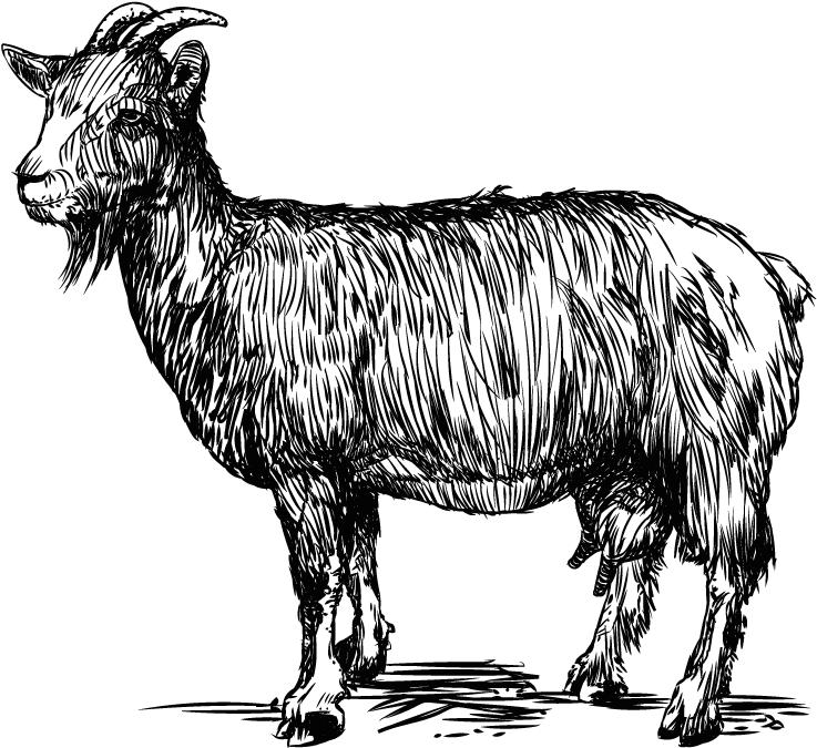 Goats In Crete - Goat Line Vector Png (1000x1000), Png Download