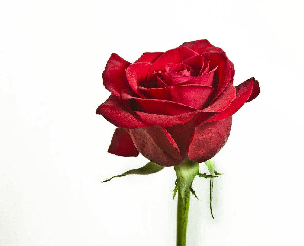 Download Flower Png Image With Transparent Background - Red Rose Single  Flowers Hd PNG Image with No Background 
