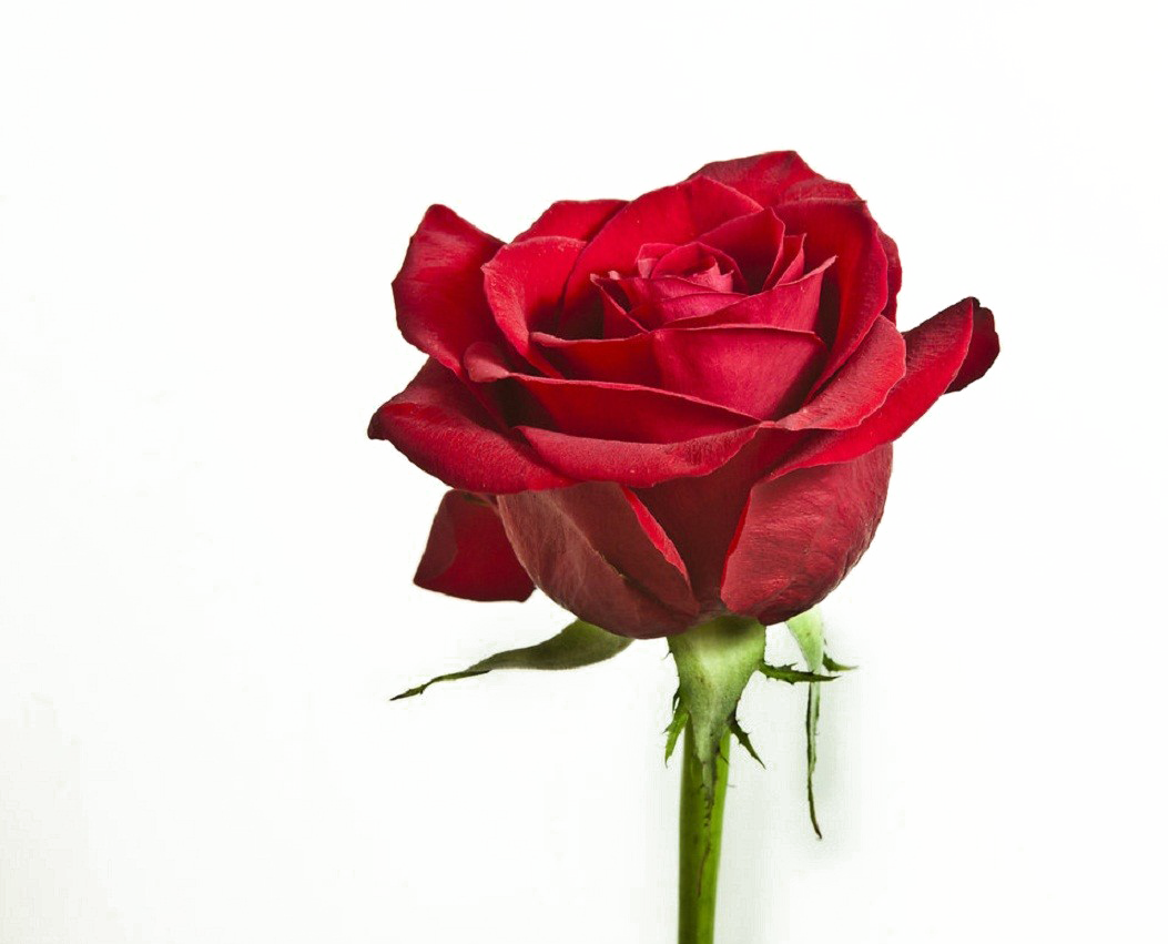Download Flower Png Image With Transparent Background - Red Rose Single  Flowers Hd Png Image With No Background - Pngkey.Com