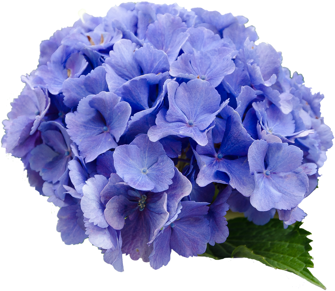 Background,free Pictures, Free Photos - Hydrangea Transparent (1280x1075), Png Download