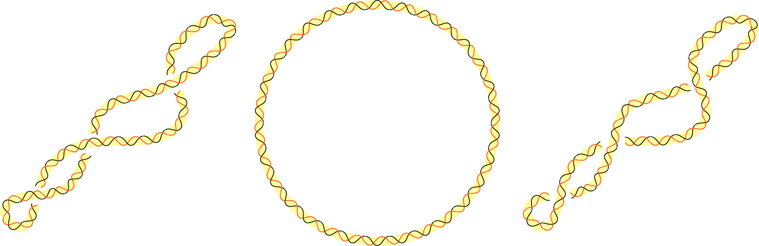 Dna Topoisomers - Surenroulement Adn (1555x505), Png Download