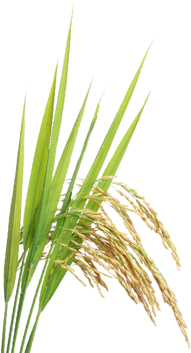 India,world's Largest Exporter Become Importer For - Green Paddy Png (534x700), Png Download