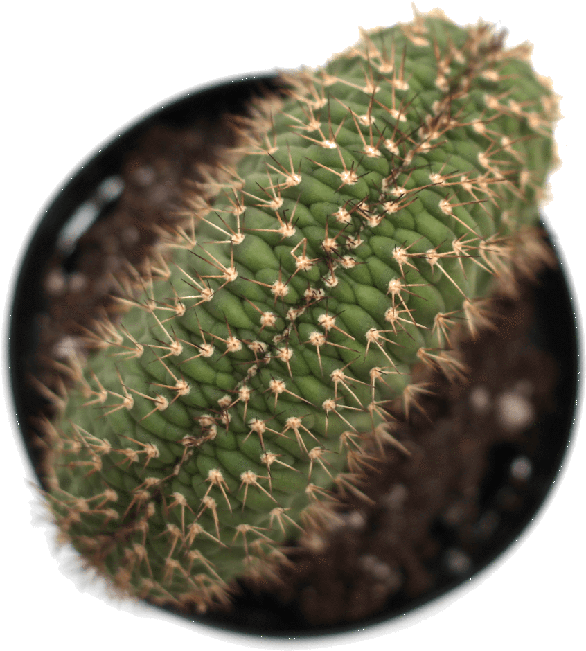 Echinopsis 'caterpillar Cactus' - Cactus (1024x1024), Png Download