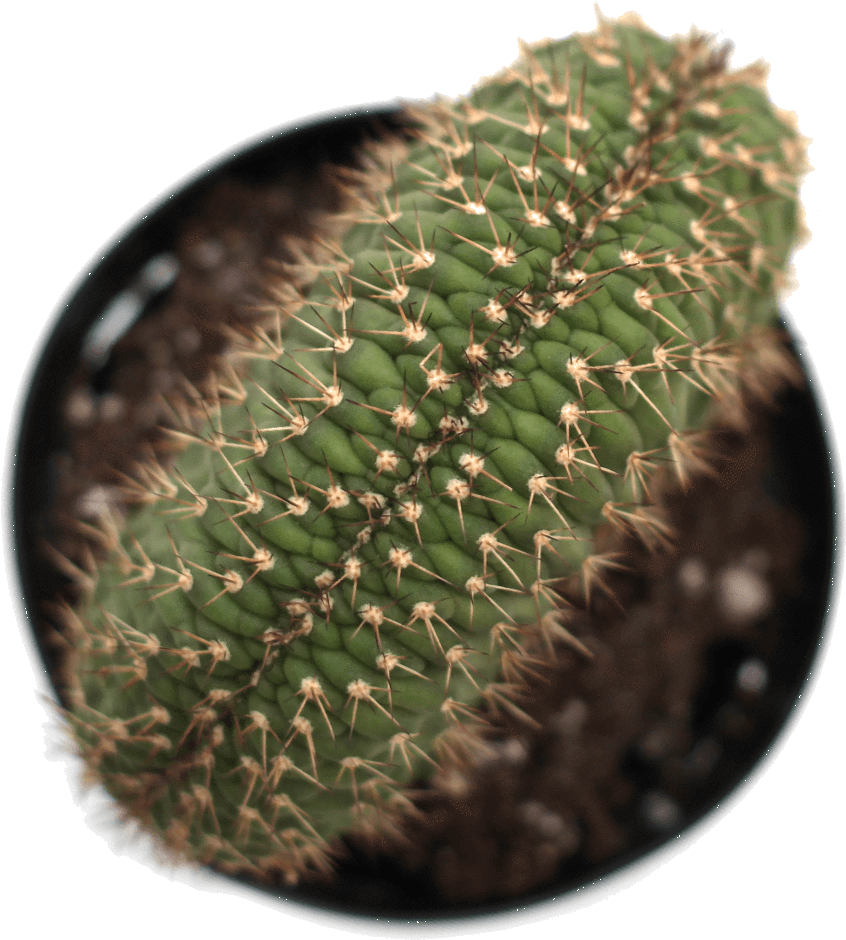 download echinopsis caterpillar cactus