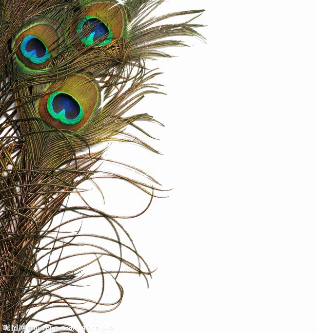Peacock Feather Png Image - Peacock Feather Real Png (650x684), Png Download