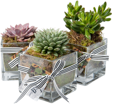 Succulent - Succluent Transparent Png (500x500), Png Download