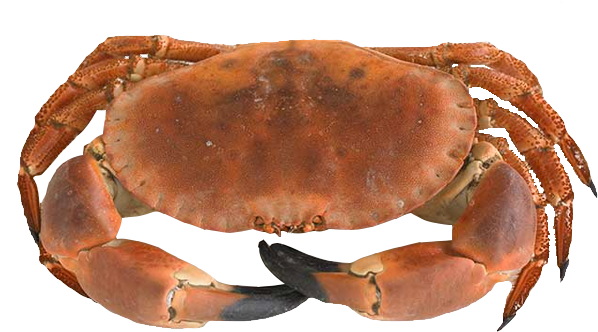 Dungeness Crab (600x600), Png Download
