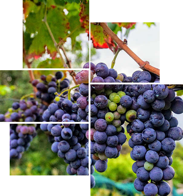 Grapes - Agriculture (605x648), Png Download
