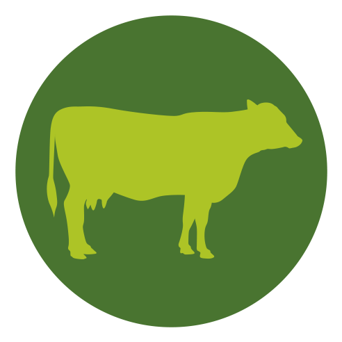 Cow (500x500), Png Download