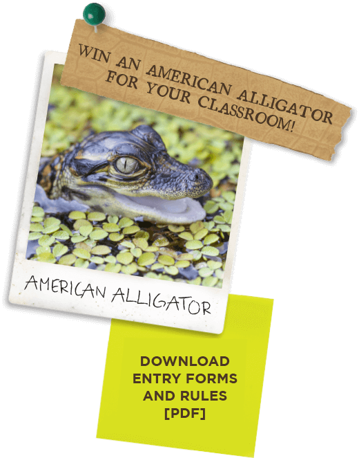Education - Alligator (520x662), Png Download