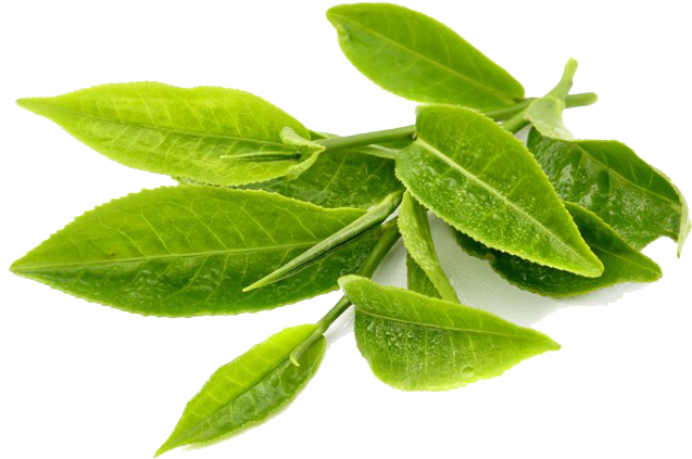 Free Png Green Tea Png Images Transparent - Green Tea Leaves Png (480x480), Png Download