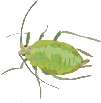 201412 Green Peach Aphid - Transparent Aphid Png (400x400), Png Download