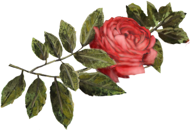 Crimson Rose - Rose (555x382), Png Download